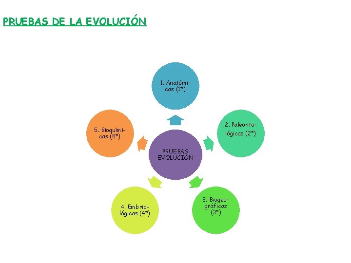 PRUEBAS DE LA EVOLUCIÓN 1. Anatómicas (1*) 2. Paleonto- 5. Bioquímicas (5*) lógicas (2*)