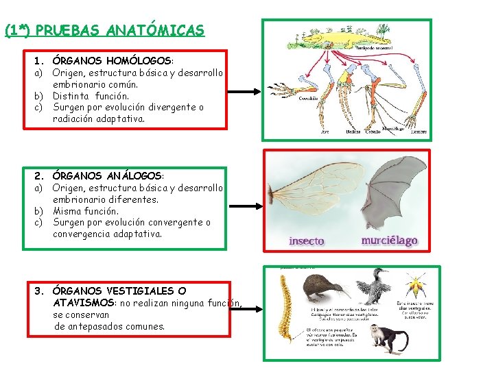 (1*) PRUEBAS ANATÓMICAS 1. ÓRGANOS HOMÓLOGOS: a) Origen, estructura básica y desarrollo embrionario común.