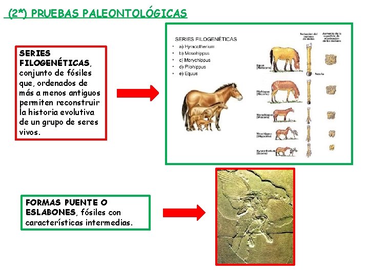 (2*) PRUEBAS PALEONTOLÓGICAS SERIES FILOGENÉTICAS, conjunto de fósiles que, ordenados de más a menos