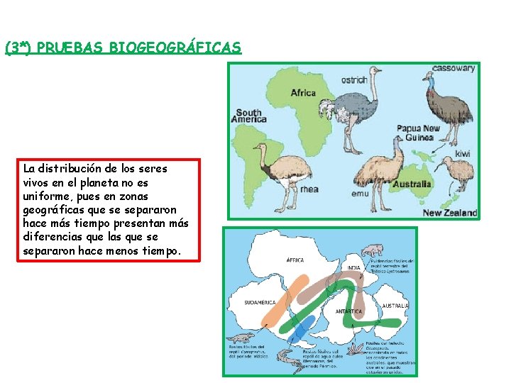 (3*) PRUEBAS BIOGEOGRÁFICAS La distribución de los seres vivos en el planeta no es