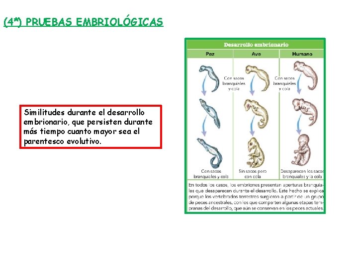 (4*) PRUEBAS EMBRIOLÓGICAS Similitudes durante el desarrollo embrionario, que persisten durante más tiempo cuanto