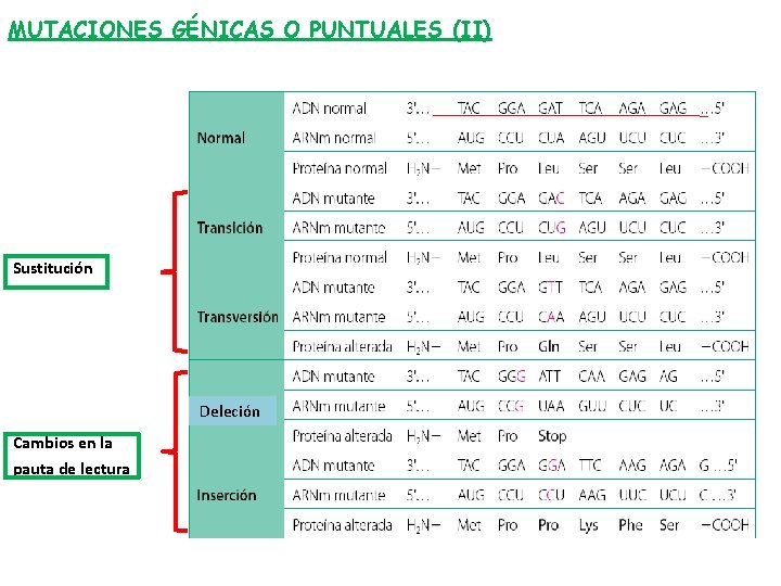 MUTACIONES GÉNICAS O PUNTUALES (II) Sustitución Deleción Cambios en la pauta de lectura 