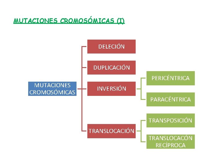 MUTACIONES CROMOSÓMICAS (I) DELECIÓN DUPLICACIÓN MUTACIONES CROMOSÓMICAS PERICÉNTRICA INVERSIÓN PARACÉNTRICA TRANSPOSICIÓN TRANSLOCACÓN RECÍPROCA 