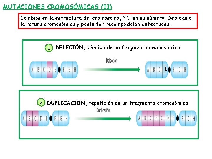 MUTACIONES CROMOSÓMICAS (II) Cambios en la estructura del cromosoma, NO en su número. Debidas