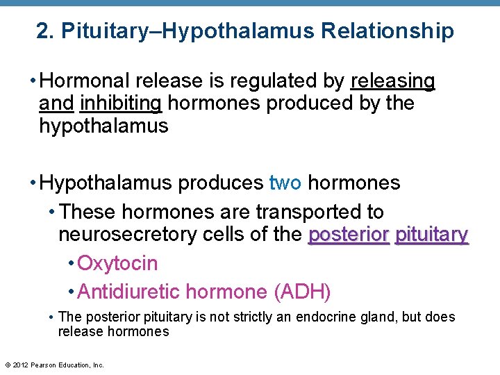 2. Pituitary–Hypothalamus Relationship • Hormonal release is regulated by releasing and inhibiting hormones produced