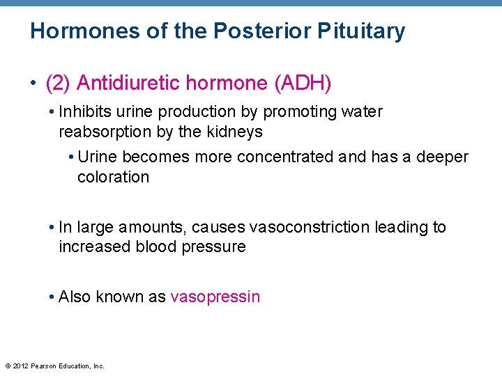 Hormones of the Posterior Pituitary • (2) Antidiuretic hormone (ADH) • Inhibits urine production