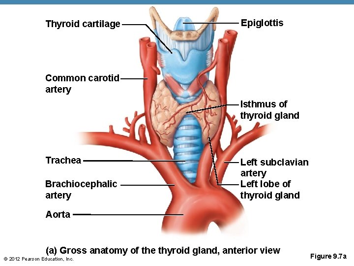 Thyroid cartilage Epiglottis Common carotid artery Isthmus of thyroid gland Trachea Brachiocephalic artery Left