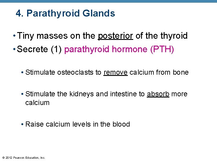 4. Parathyroid Glands • Tiny masses on the posterior of the thyroid • Secrete