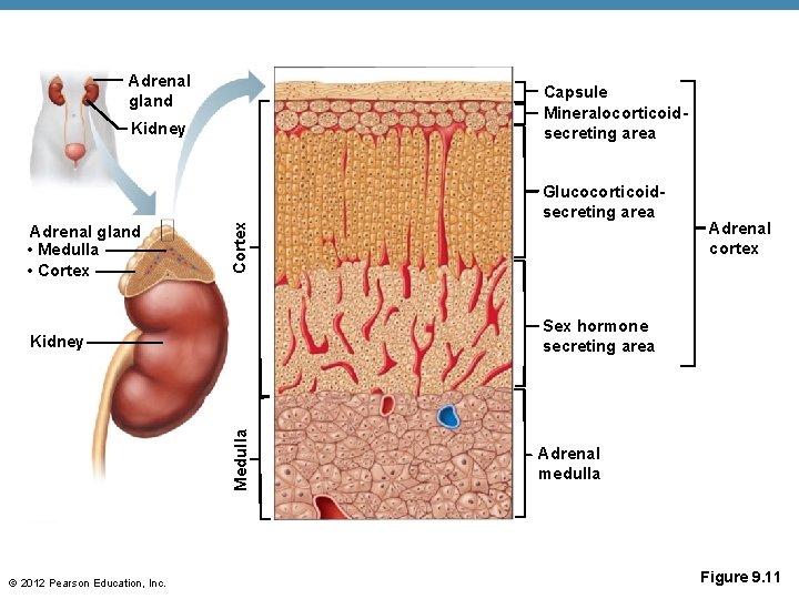 Adrenal gland Capsule Mineralocorticoidsecreting area Kidney Adrenal gland • Medulla • Cortex Glucocorticoidsecreting area