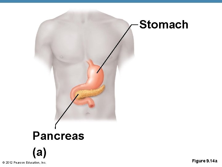 Stomach Pancreas (a) © 2012 Pearson Education, Inc. Figure 9. 14 a 