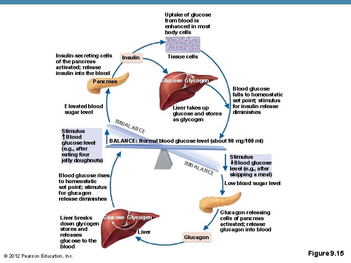 Uptake of glucose from blood is enhanced in most body cells Insulin-secreting cells of