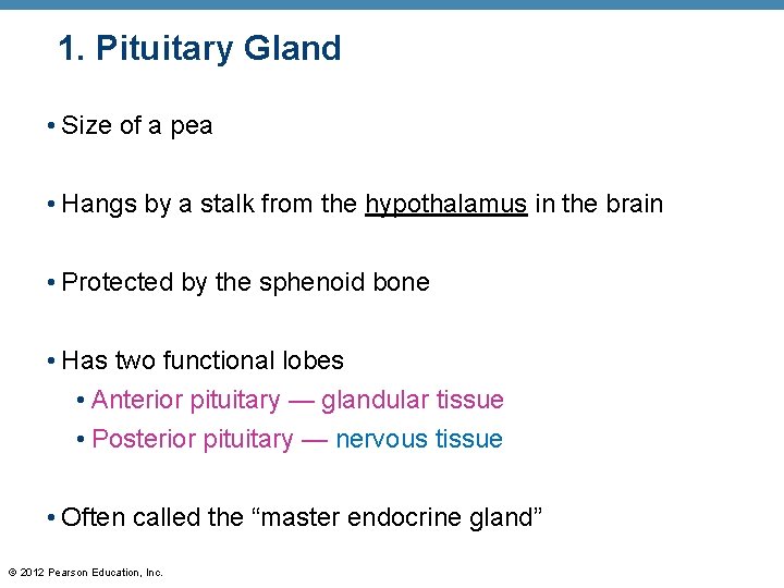 1. Pituitary Gland • Size of a pea • Hangs by a stalk from