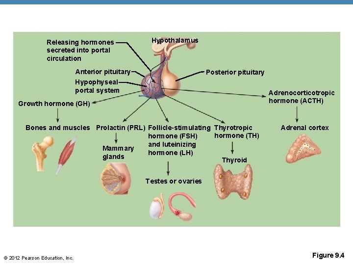 Releasing hormones secreted into portal circulation Hypothalamus Anterior pituitary Posterior pituitary Hypophyseal portal system