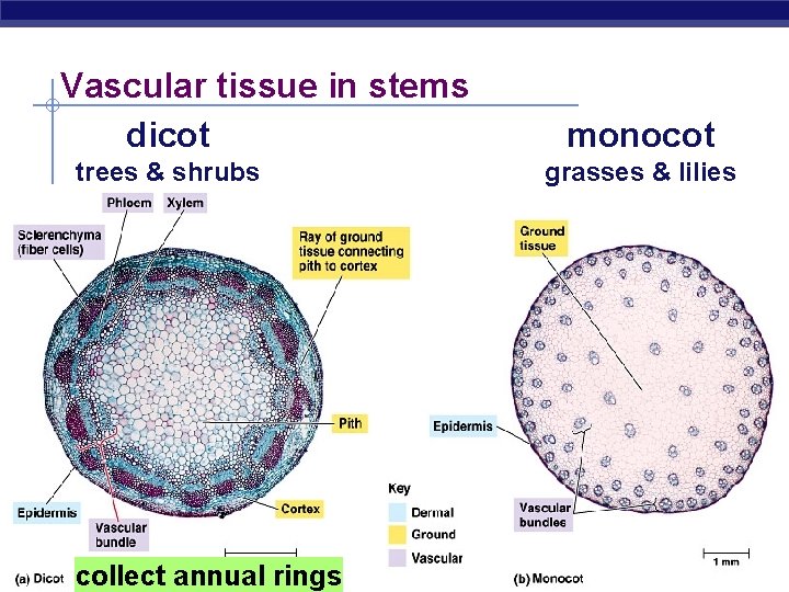 Vascular tissue in stems dicot trees & shrubs AP Biology collect annual rings monocot