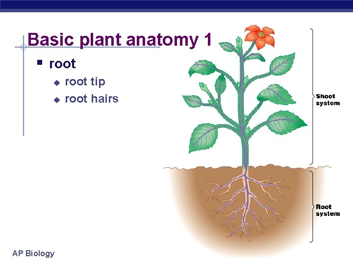 Basic plant anatomy 1 § root u u AP Biology root tip root hairs