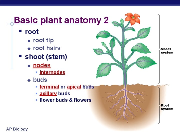 Basic plant anatomy 2 § root u u root tip root hairs § shoot