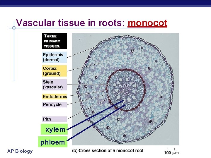 Vascular tissue in roots: monocot xylem phloem AP Biology 