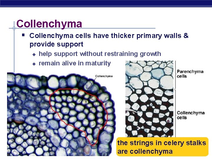 Collenchyma § Collenchyma cells have thicker primary walls & provide support u u AP