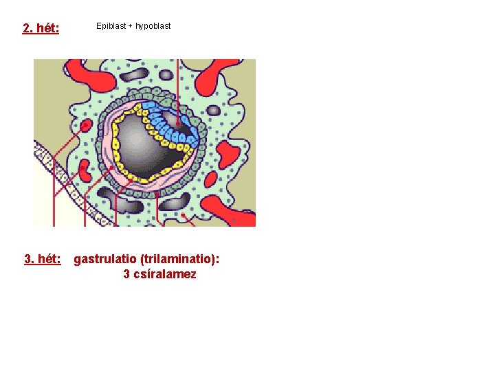 2. hét: 3. hét: Epiblast + hypoblast gastrulatio (trilaminatio): 3 csíralamez 