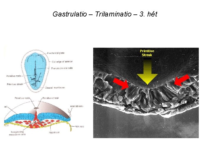 Gastrulatio – Trilaminatio – 3. hét 