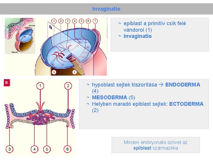 Invaginatio ↪ epiblast a primitív csík felé vándorol (1) ↪ invaginatio ↪ hypoblast sejtek
