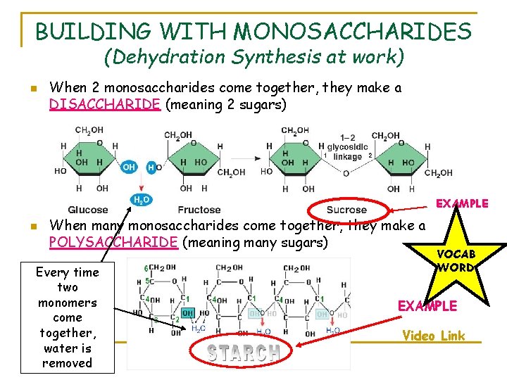 BUILDING WITH MONOSACCHARIDES (Dehydration Synthesis at work) n When 2 monosaccharides come together, they