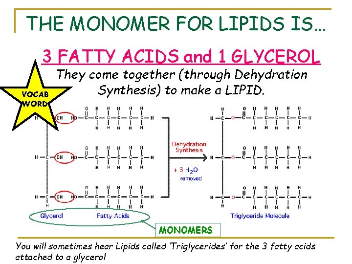 THE MONOMER FOR LIPIDS IS… 3 FATTY ACIDS and 1 GLYCEROL VOCAB WORD They
