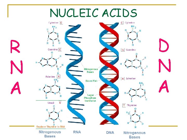 NUCLEIC ACIDS R N A D N A 