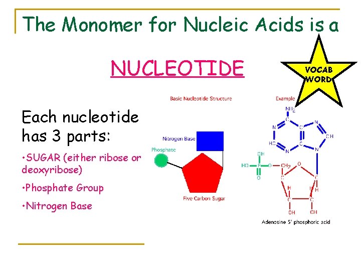 The Monomer for Nucleic Acids is a NUCLEOTIDE Each nucleotide has 3 parts: •