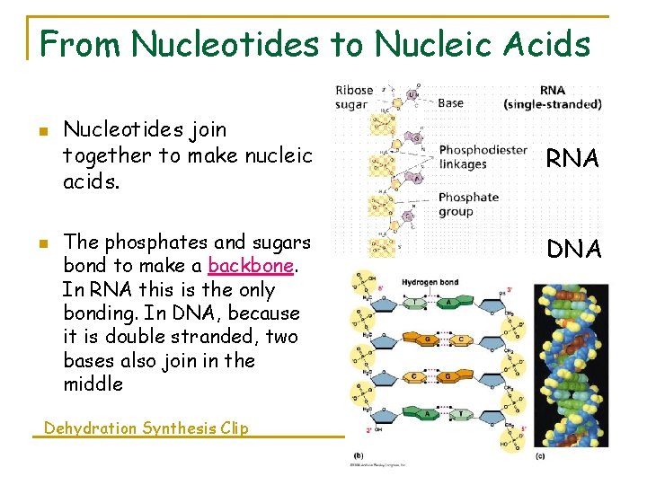 From Nucleotides to Nucleic Acids n n Nucleotides join together to make nucleic acids.