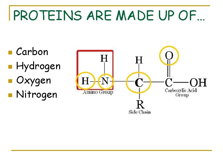 PROTEINS ARE MADE UP OF… n n Carbon Hydrogen Oxygen Nitrogen 