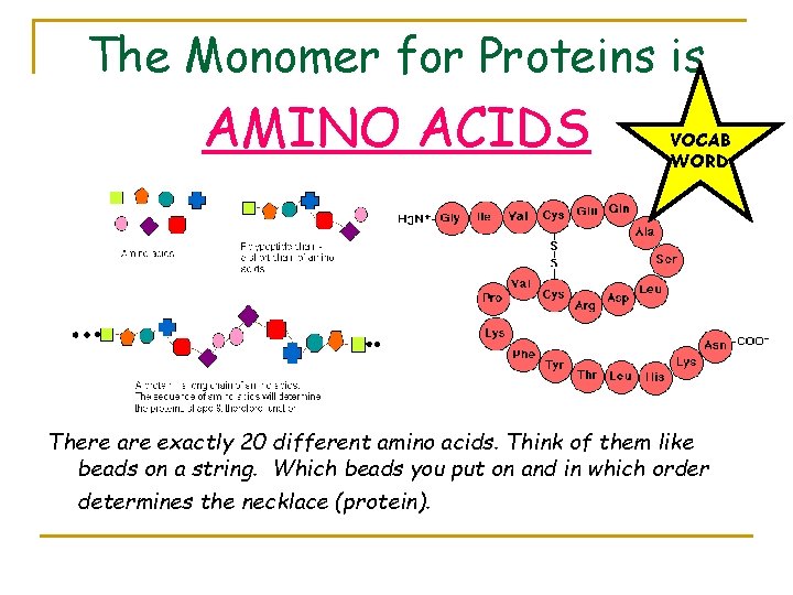 The Monomer for Proteins is AMINO ACIDS VOCAB WORD There are exactly 20 different