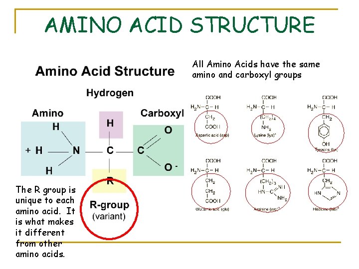 AMINO ACID STRUCTURE All Amino Acids have the same amino and carboxyl groups The