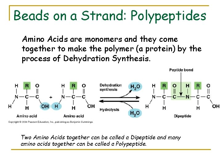 Beads on a Strand: Polypeptides Amino Acids are monomers and they come together to