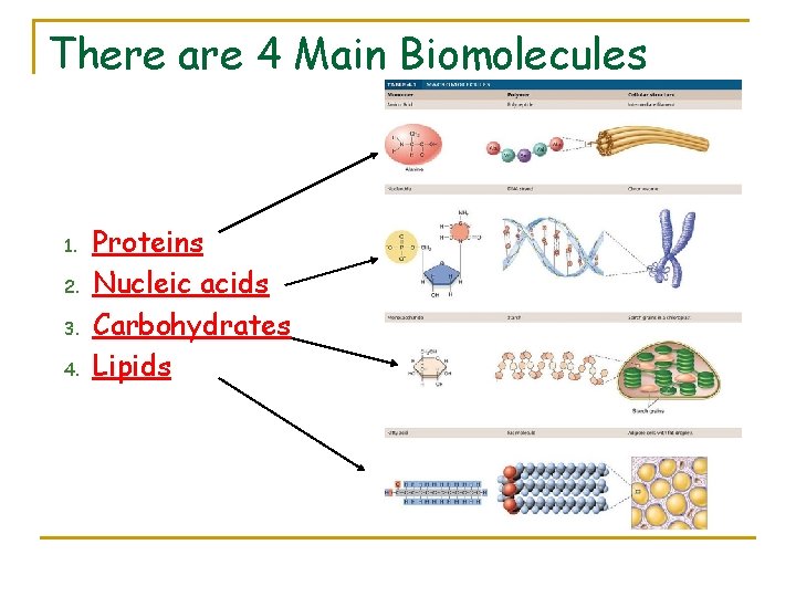 There are 4 Main Biomolecules 1. 2. 3. 4. Proteins Nucleic acids Carbohydrates Lipids