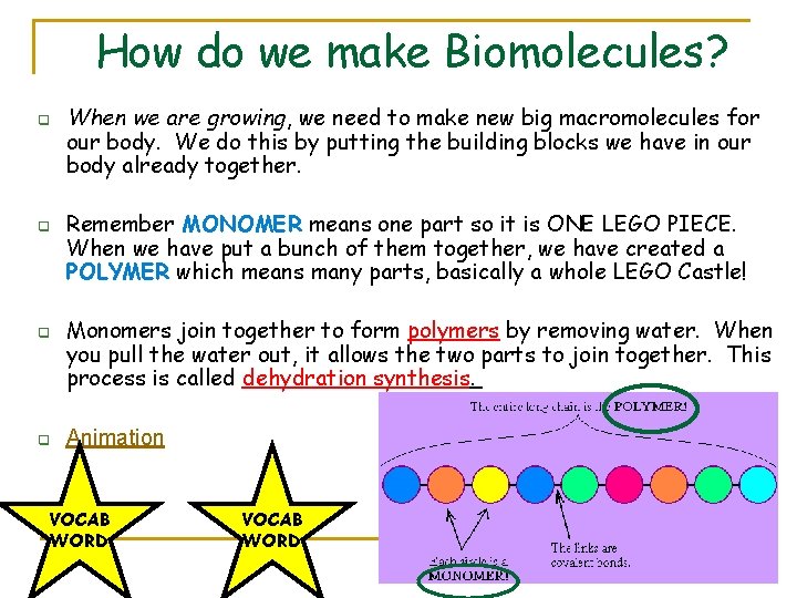How do we make Biomolecules? q q When we are growing, we need to