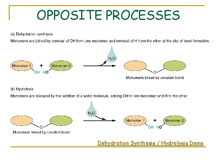 OPPOSITE PROCESSES Dehydration Synthesis / Hydrolysis Demo 