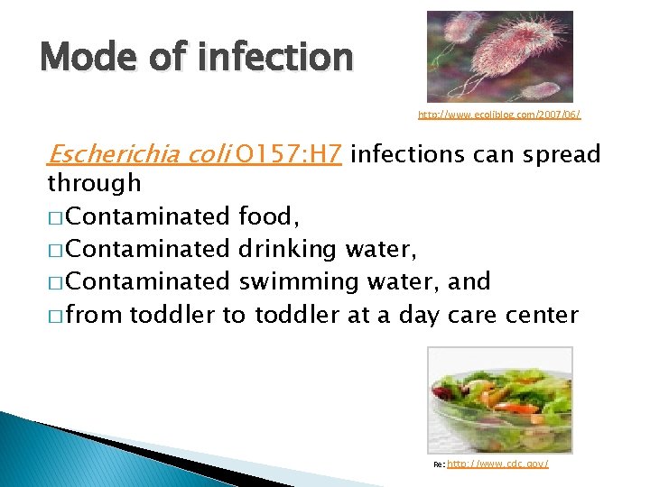 Mode of infection http: //www. ecoliblog. com/2007/06/ Escherichia coli O 157: H 7 infections