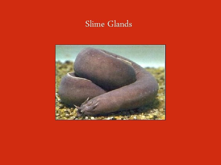 Slime Glands 