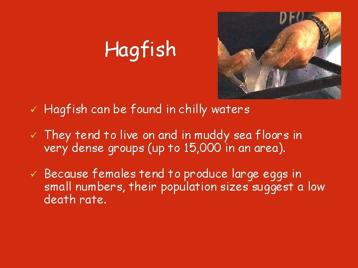 Hagfish ü ü ü Hagfish can be found in chilly waters They tend to