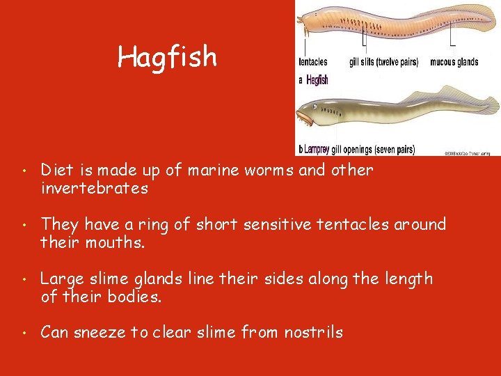 Hagfish • Diet is made up of marine worms and other invertebrates • They