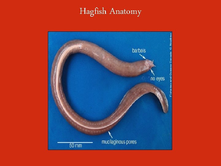 Hagfish Anatomy 