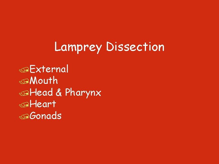 Lamprey Dissection /External /Mouth /Head & Pharynx /Heart /Gonads 