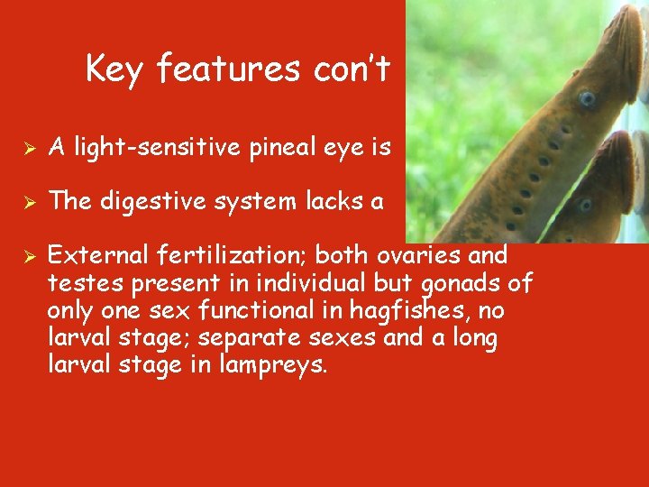 Key features con’t Ø A light-sensitive pineal eye is present. Ø The digestive system