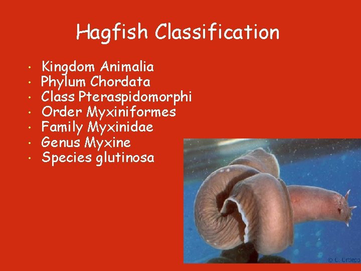 Hagfish Classification • • Kingdom Animalia Phylum Chordata Class Pteraspidomorphi Order Myxiniformes Family Myxinidae
