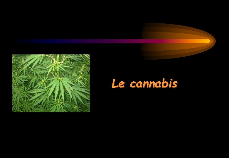 Le cannabis 