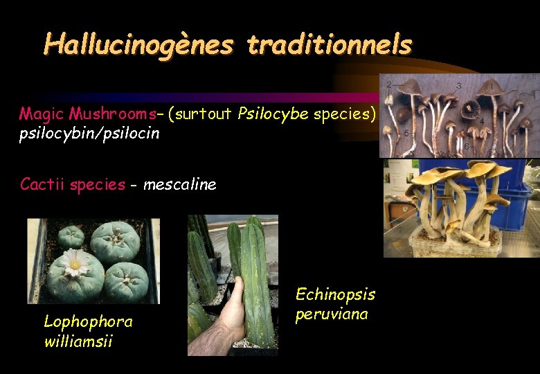 Hallucinogènes traditionnels Magic Mushrooms– (surtout Psilocybe species) psilocybin/psilocin Cactii species - mescaline Lophophora williamsii