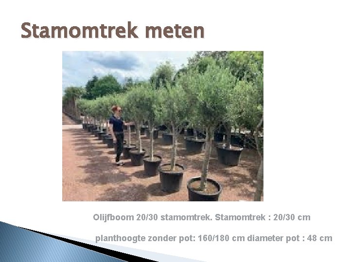 Stamomtrek meten Olijfboom 20/30 stamomtrek. Stamomtrek : 20/30 cm planthoogte zonder pot: 160/180 cm