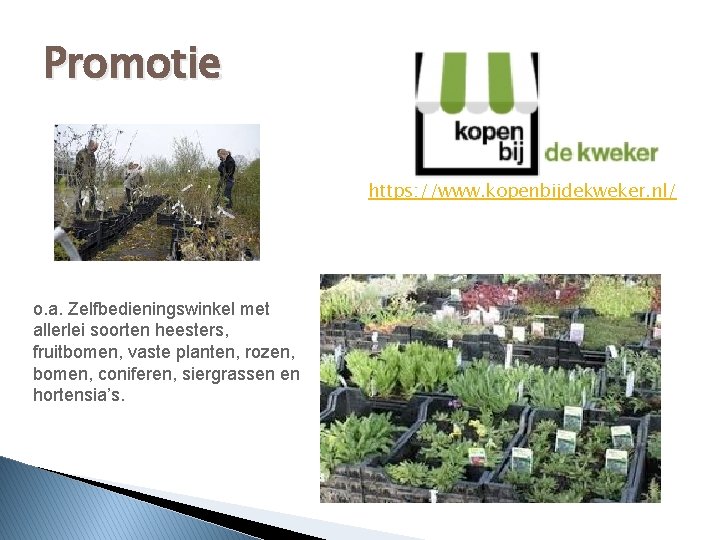 Promotie https: //www. kopenbijdekweker. nl/ o. a. Zelfbedieningswinkel met allerlei soorten heesters, fruitbomen, vaste