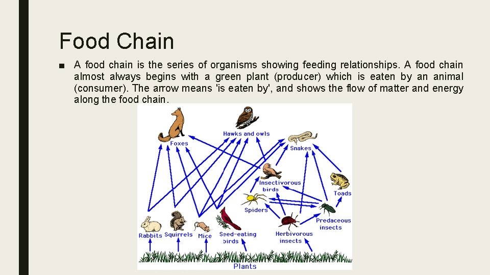 Food Chain ■ A food chain is the series of organisms showing feeding relationships. Food Chain ■ A food chain is the series of organisms showing feeding relationships.